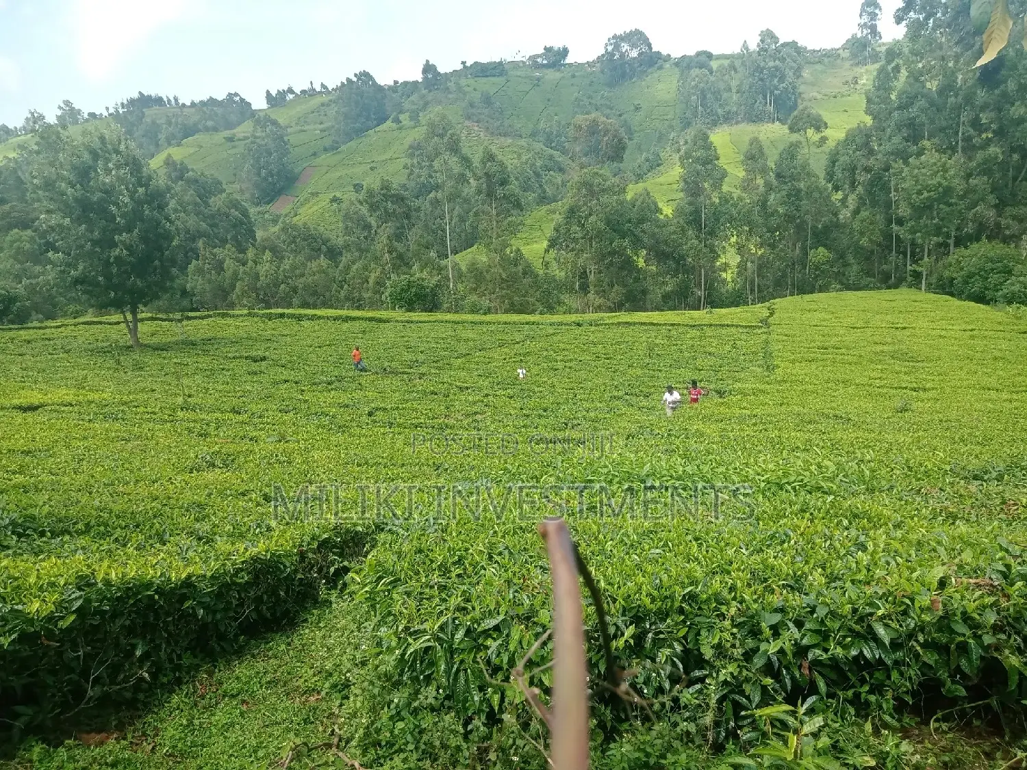 5.3 Acres on Sale at Ndakaini.