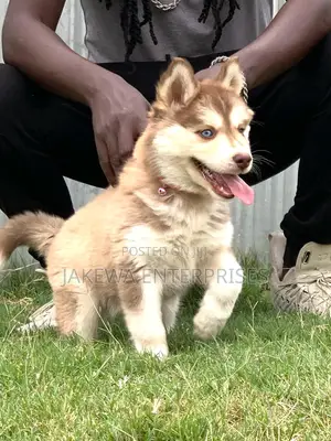 1-3 months Female Purebred Siberian Husky