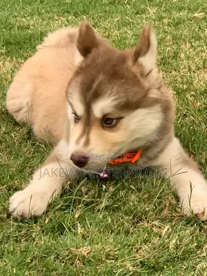 1-3 months Female Purebred Siberian Husky