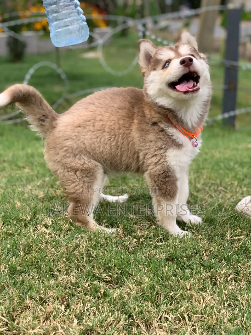 1-3 months Male Purebred Siberian Husky