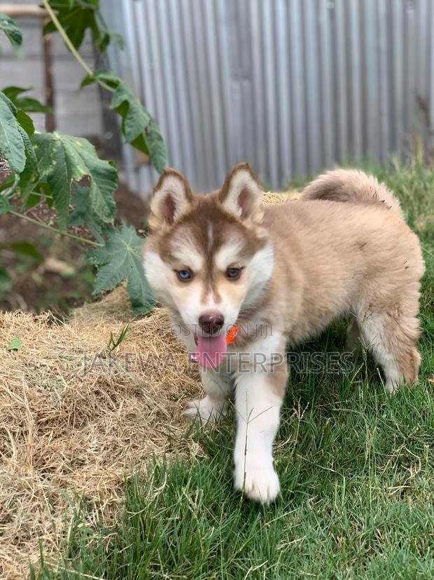 1-3 months Female Purebred Siberian Husky - main view