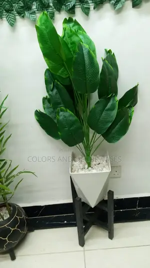 Banana Plant in White Vase and Black Stand