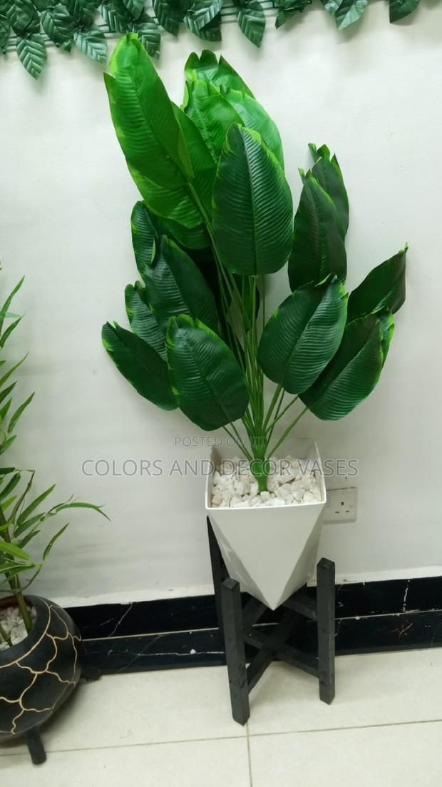 Banana Plant in White Vase and Black Stand