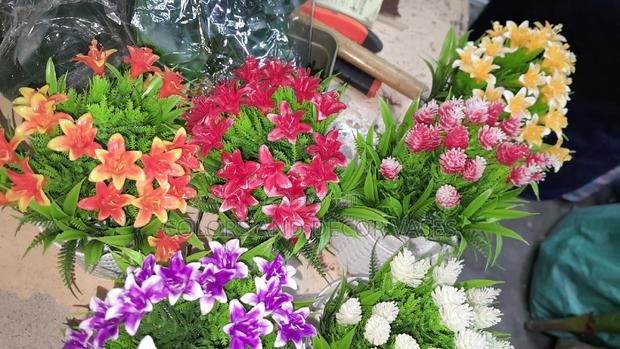 Bonsai Potted Plants Available in Variety of Colours