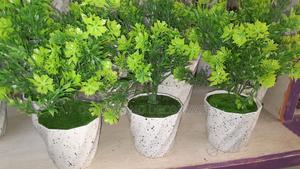 Green Potted Flowers - thumbnail 2