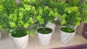 Green Potted Flowers