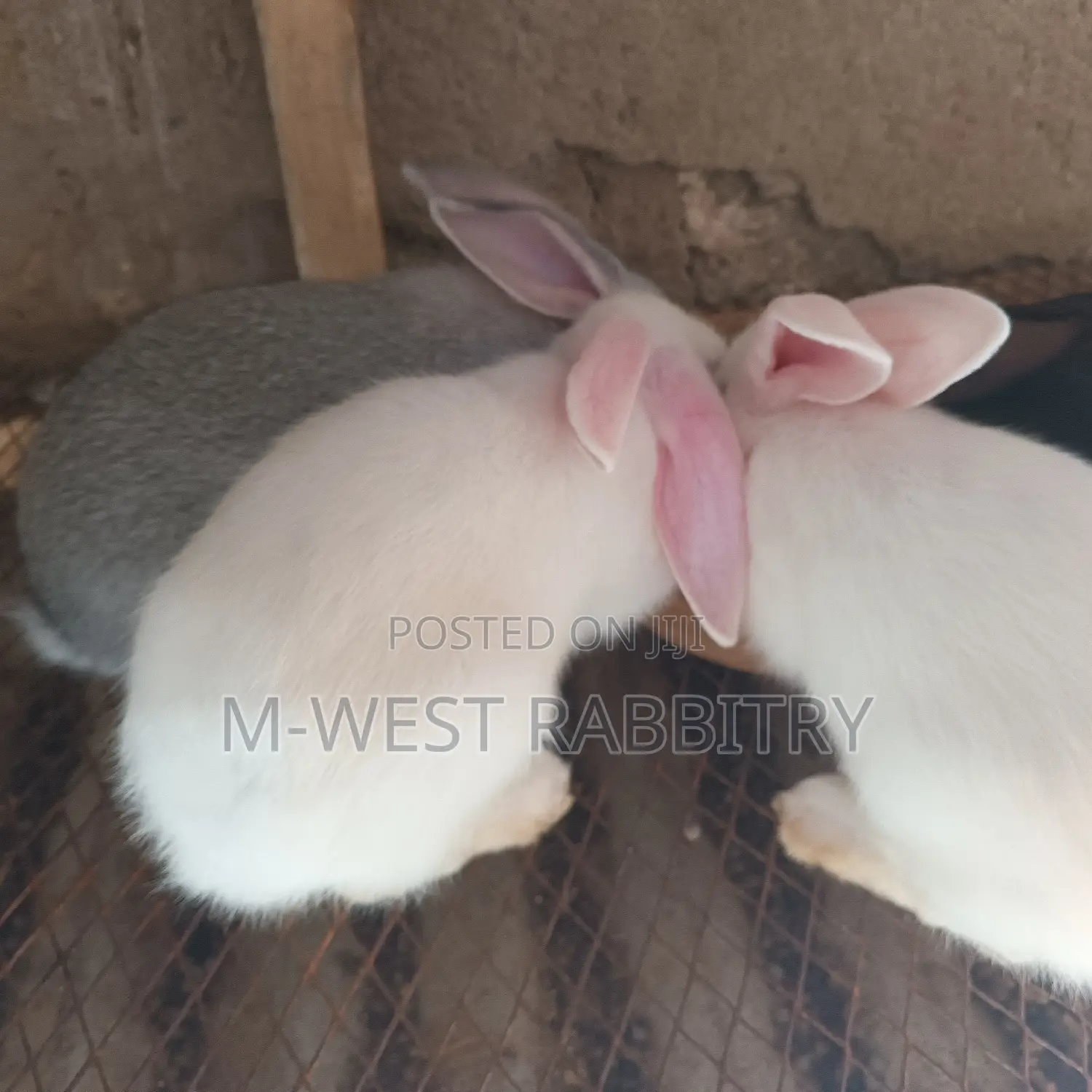 Local Rabbits Weaners,All Breeds