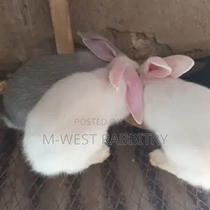 Local Rabbits Weaners,All Breeds