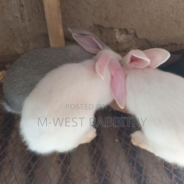 Local Rabbits Weaners,All Breeds - thumbnail 2