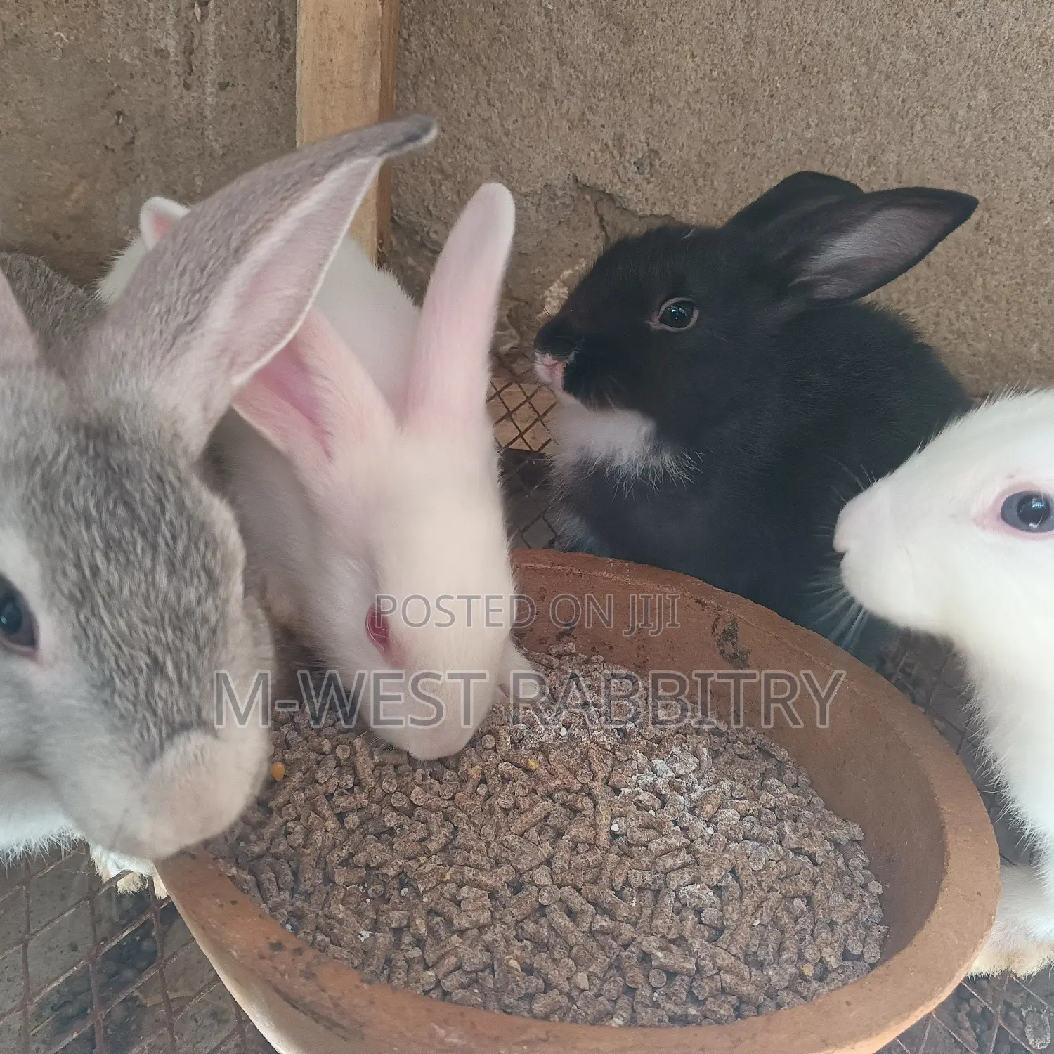 Local Rabbits Weaners,All Breeds