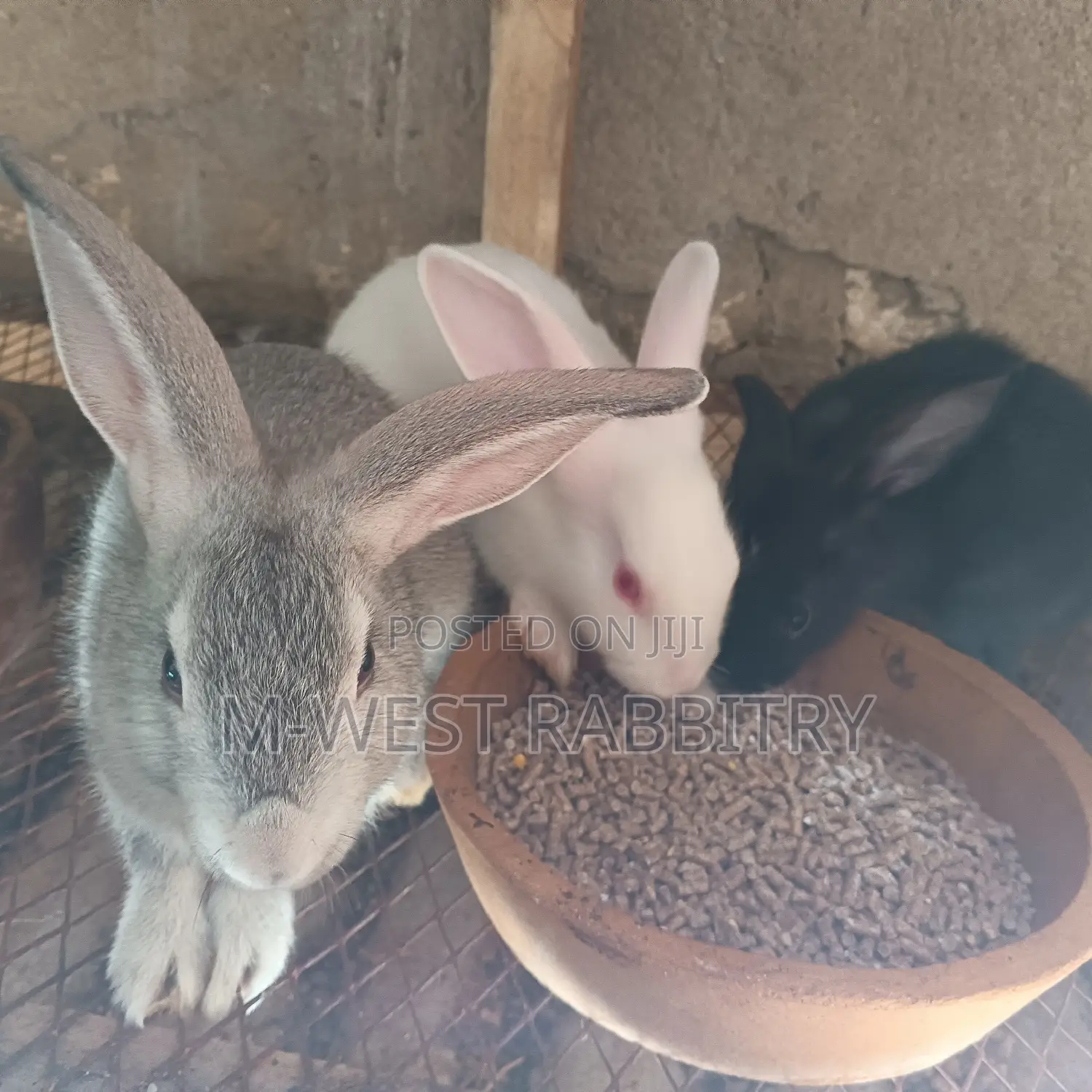 Local Rabbits Weaners,All Breeds