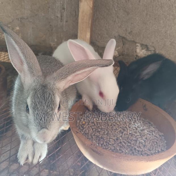 Local Rabbits Weaners,All Breeds - thumbnail 4