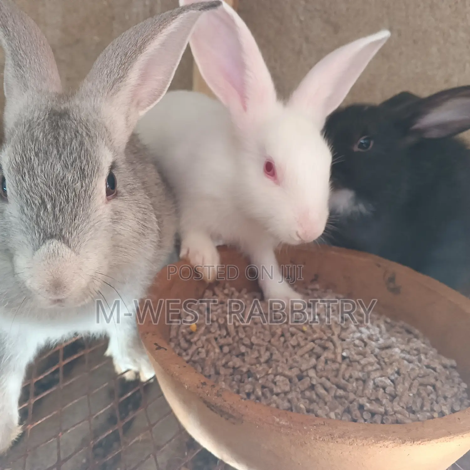 Local Rabbits Weaners,All Breeds