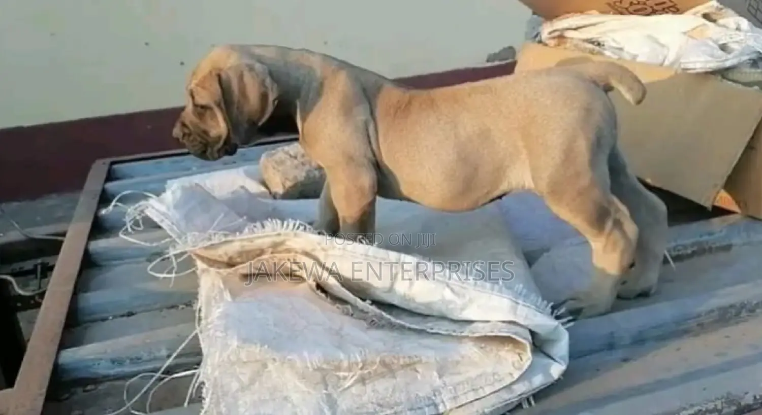 1-3 months Female Purebred Boerboel