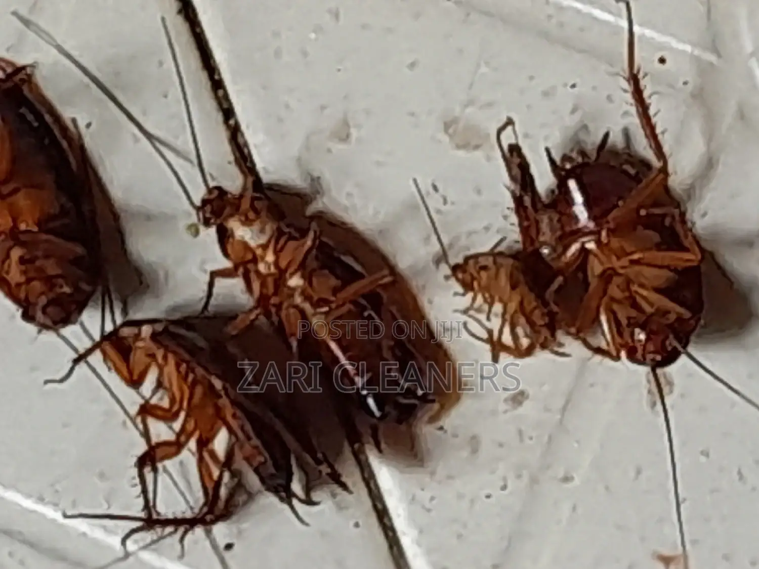 We Completely Eliminate Cockroaches