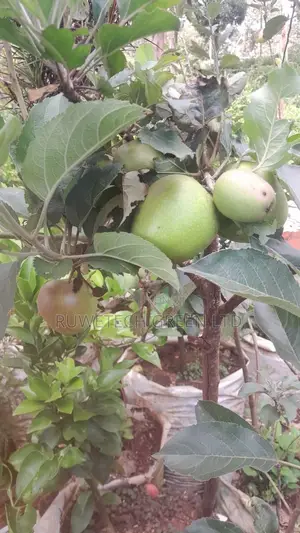 Anna Apples Grafted
