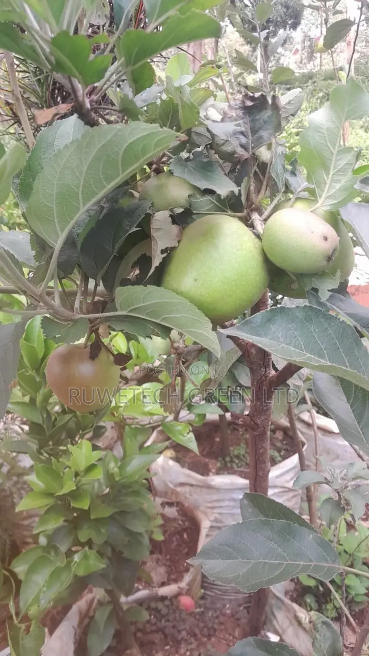 Anna Apples Grafted