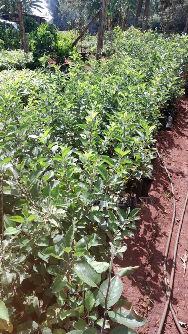 Anna Apples Grafted - thumbnail 3