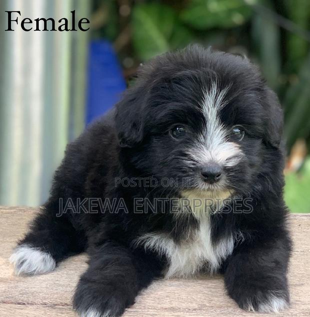 1-3 months Female Purebred Havanese - main view