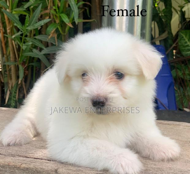 1-3 months Female Purebred Havanese - main view