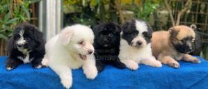 1-3 months Male Purebred Havanese - thumbnail 2
