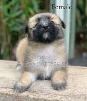 1-3 months Female Purebred Havanese - thumbnail 2
