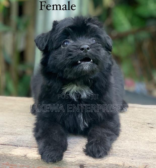 1-3 months Female Purebred Havanese - main view