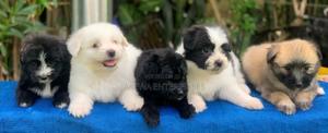 1-3 months Male Purebred Havanese - thumbnail 2