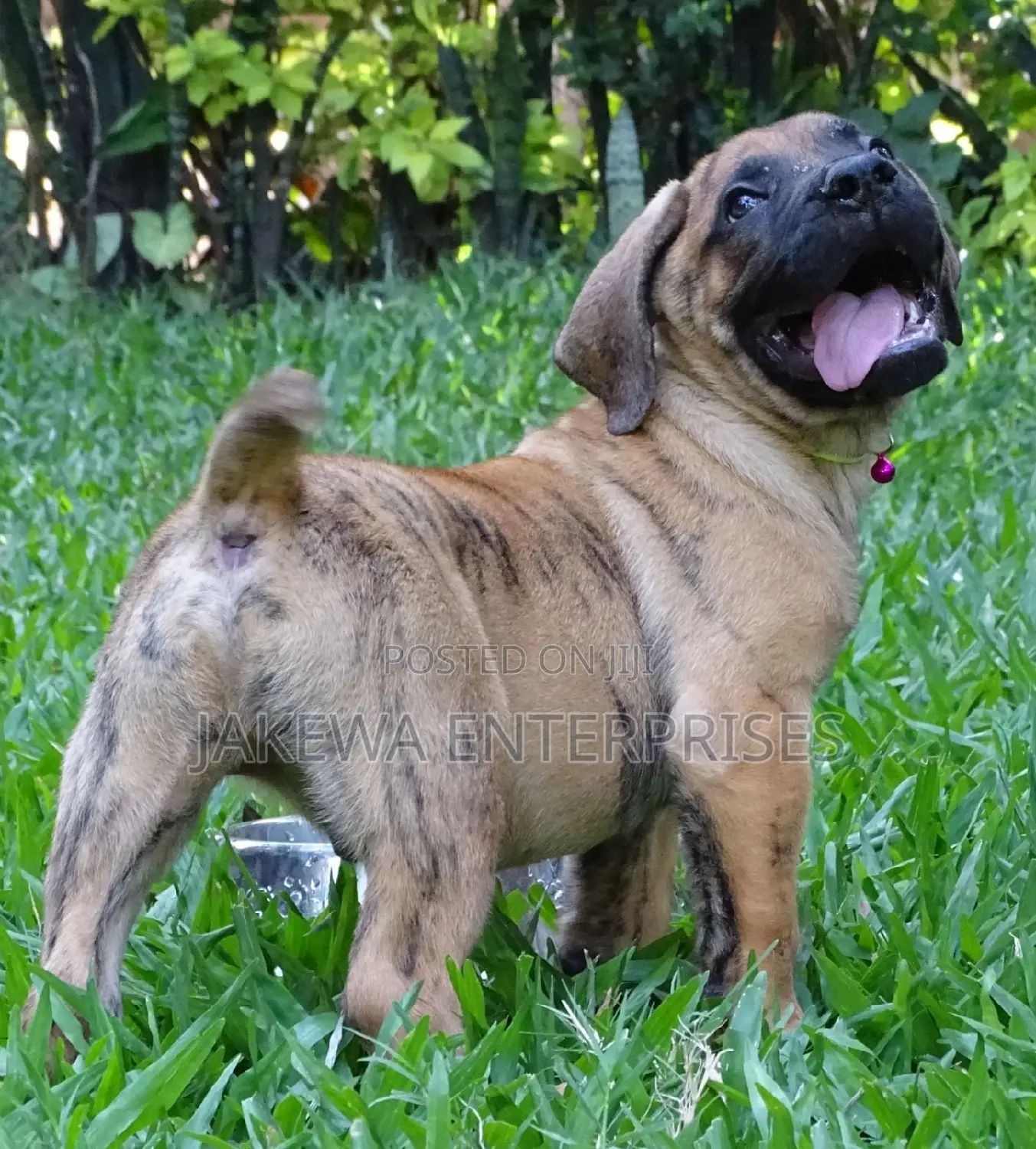 1-3 months Male Purebred Boerboel