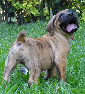1-3 months Male Purebred Boerboel