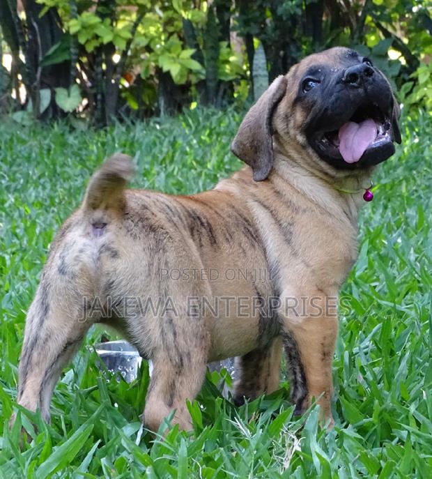 1-3 months Male Purebred Boerboel