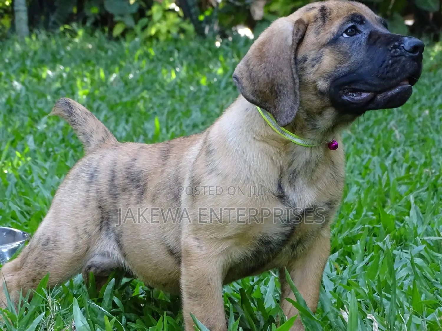 1-3 months Male Purebred Boerboel
