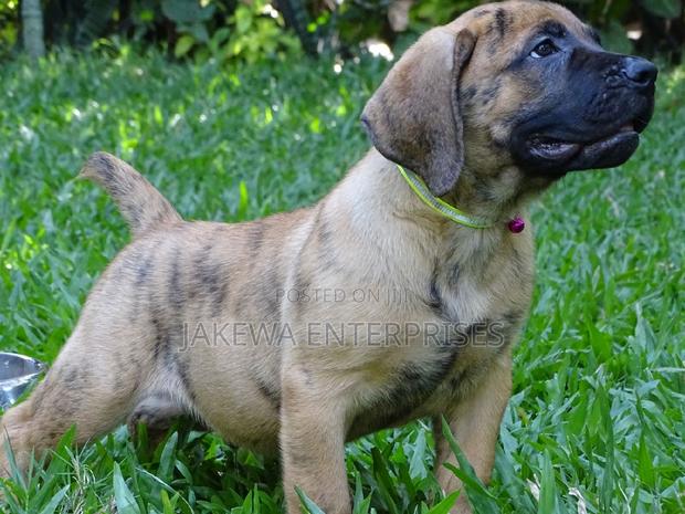 1-3 months Male Purebred Boerboel