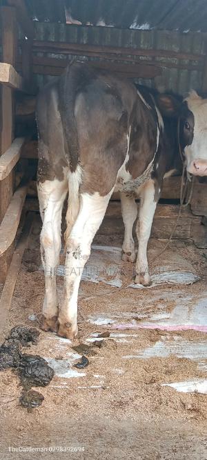 German Swiss Fleckview - thumbnail 2