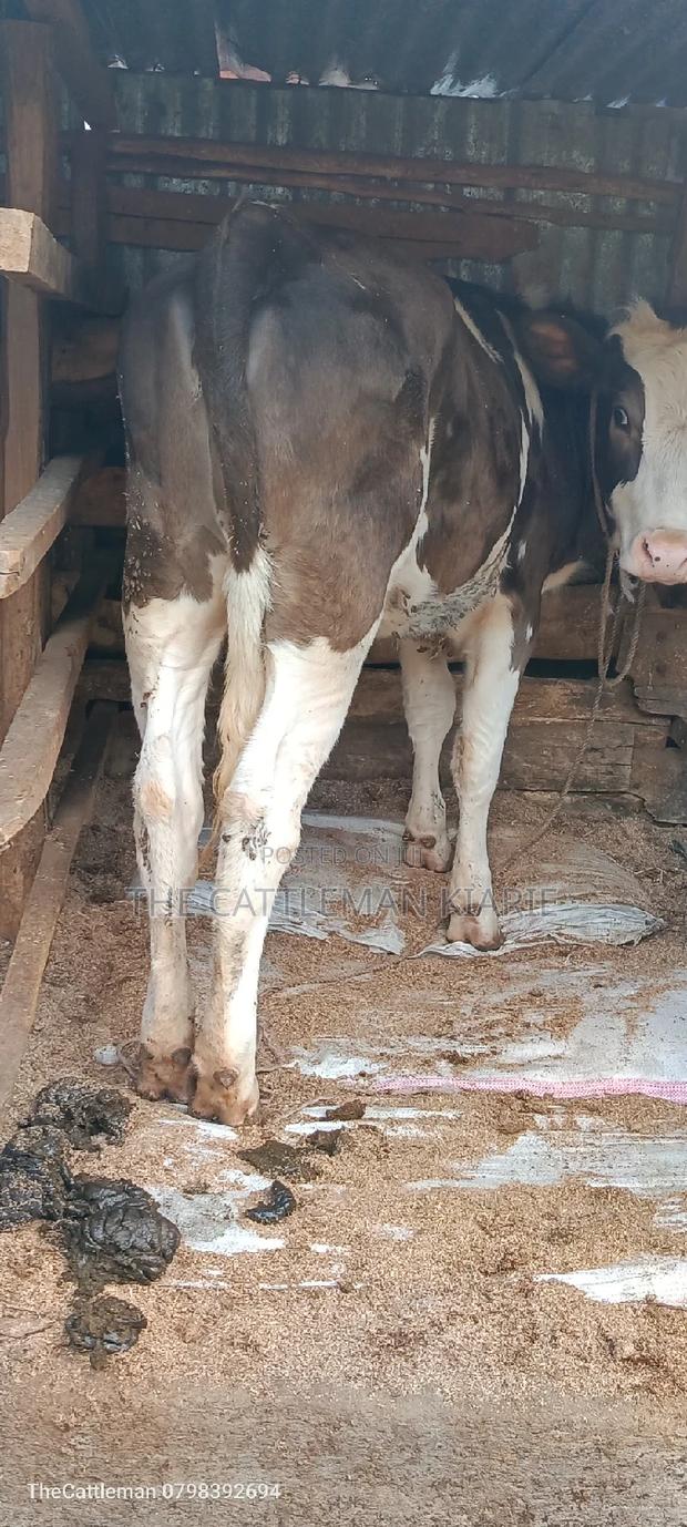 German Swiss Fleckview - main view