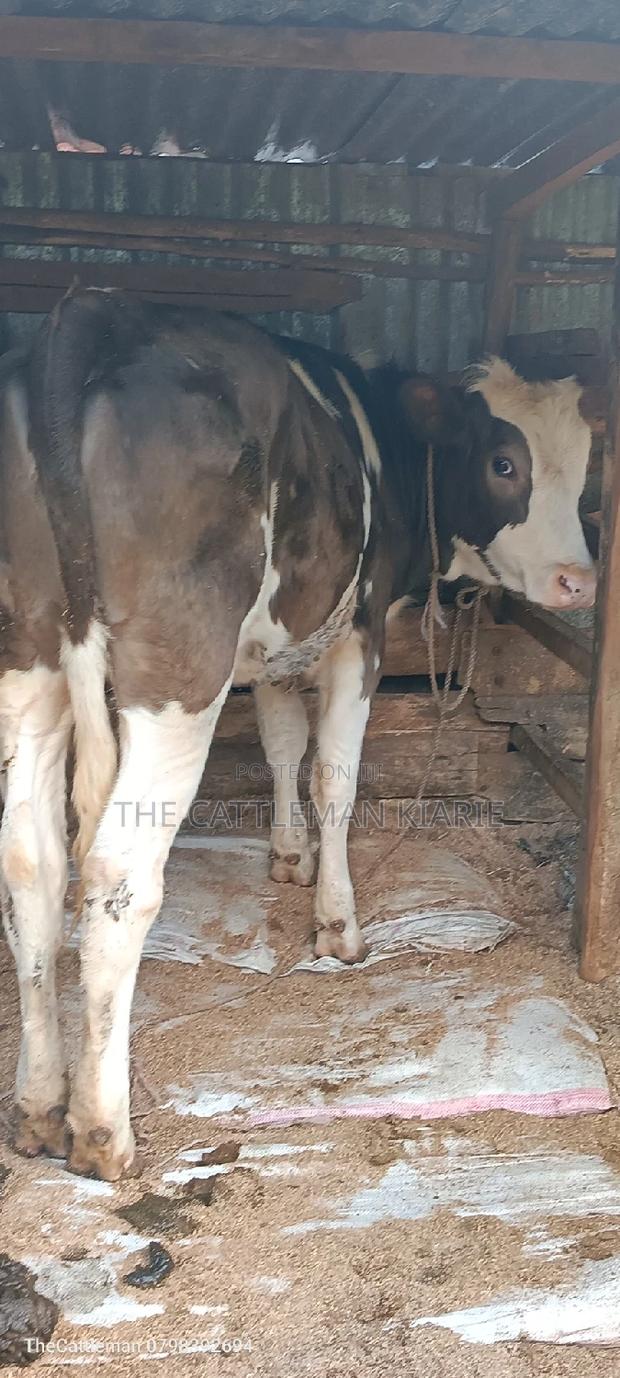 German Swiss Fleckview - thumbnail 3