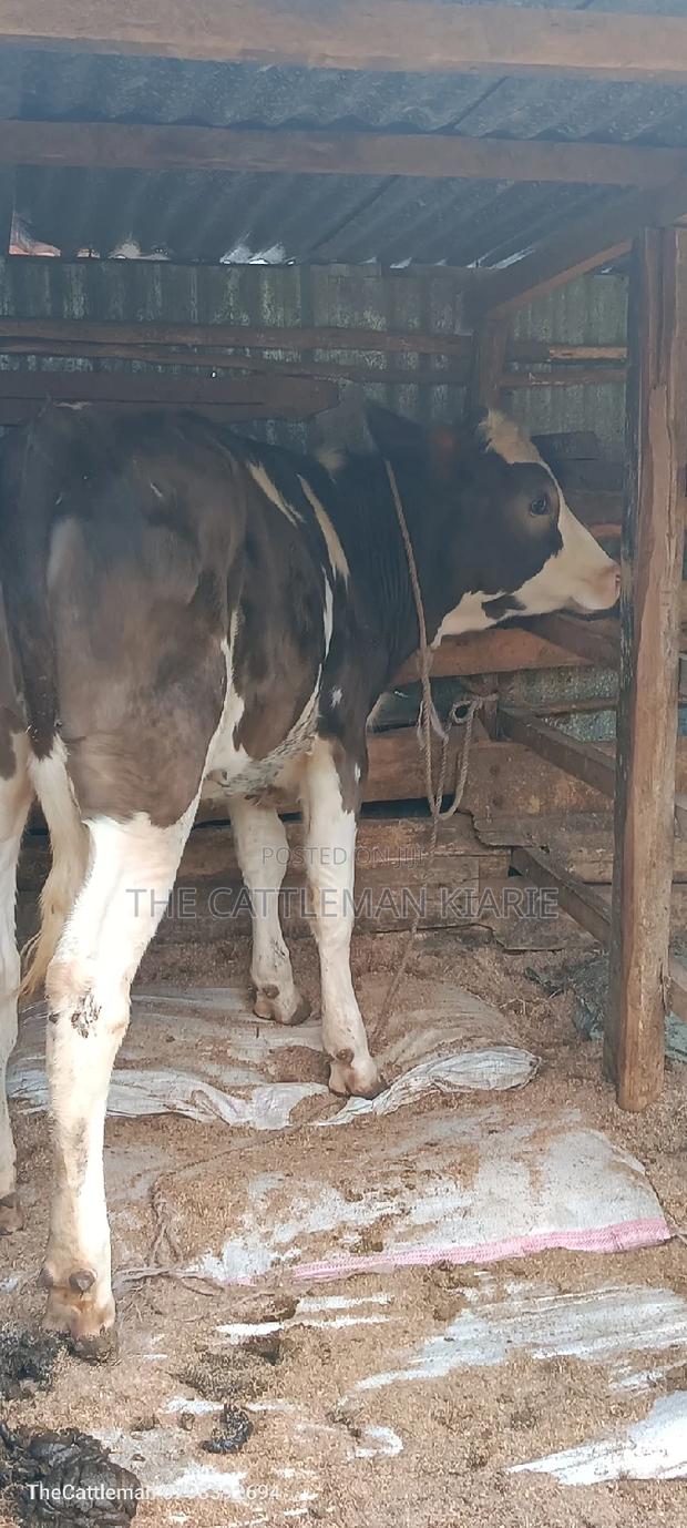 German Swiss Fleckview - thumbnail 4