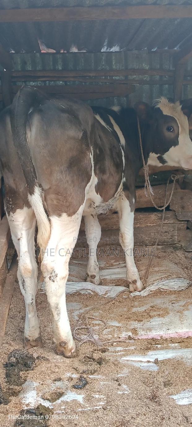 German Swiss Fleckview - thumbnail 5