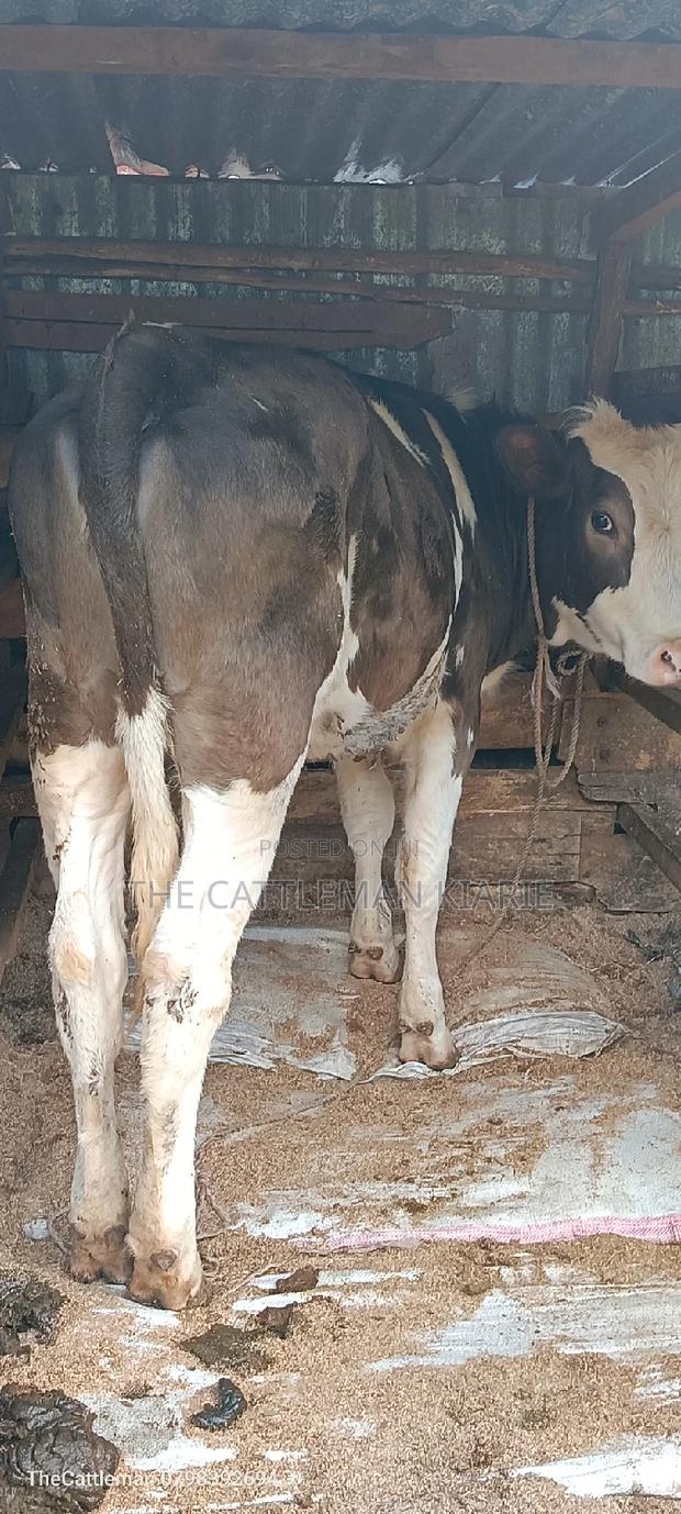 German Swiss Fleckview - thumbnail 6