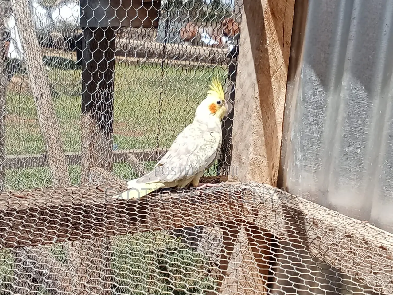 Young Male Cockatiel