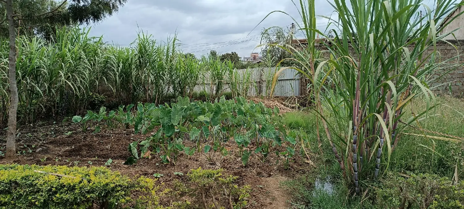 Plot for Sale