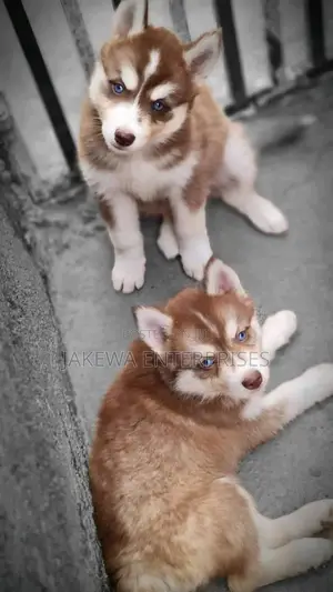 1-3 months Female Purebred Siberian Husky