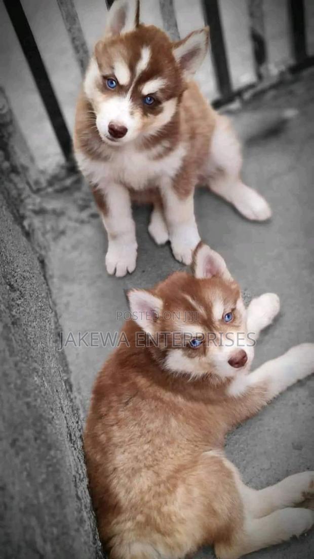 1-3 months Female Purebred Siberian Husky