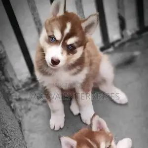 1-3 months Female Purebred Siberian Husky