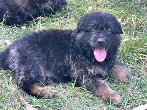 1-3 months Male Purebred German Shepherd - thumbnail 2