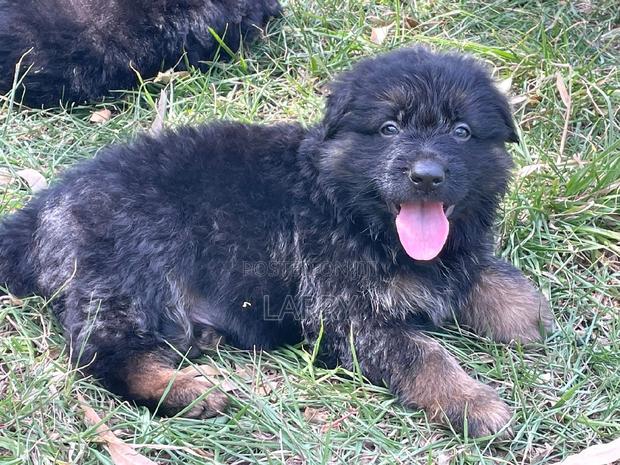 1-3 months Male Purebred German Shepherd - main view