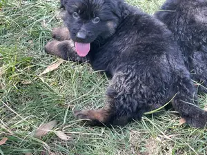 1-3 months Male Purebred German Shepherd