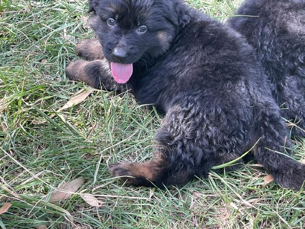 1-3 months Male Purebred German Shepherd - thumbnail 3