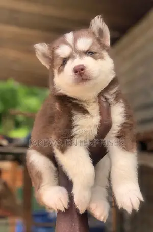 1-3 months Male Purebred Siberian Husky