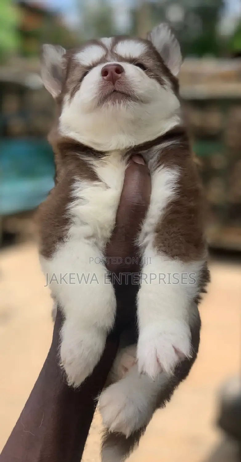 1-3 months Male Purebred Siberian Husky